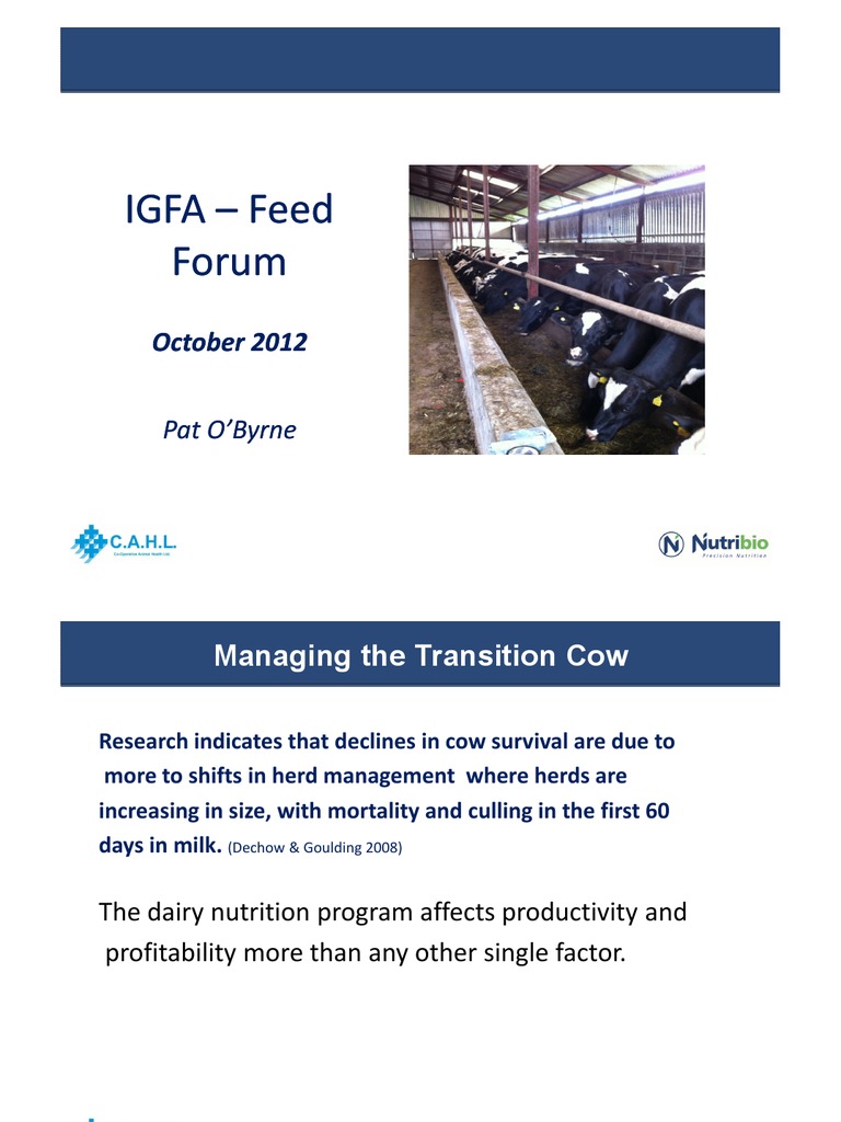 Transition Cow Feeding PDF Cattle Dairy Cattle