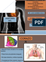 anatomia corazon.pptx