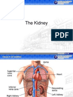 Topic 8_ the Kidney