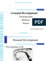 Prenatal Development CHILD
