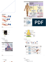 Synapase and Relfexes DR Babsaay