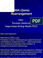 4. DNA (Gene) Rearrangement