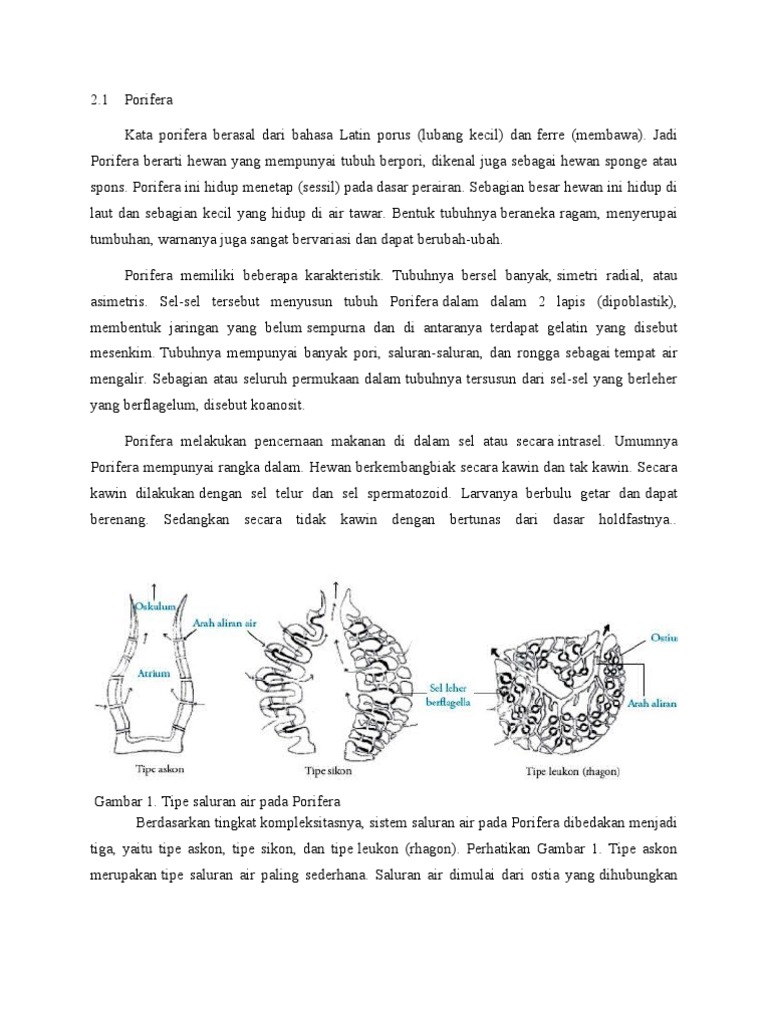 Porifera Fix