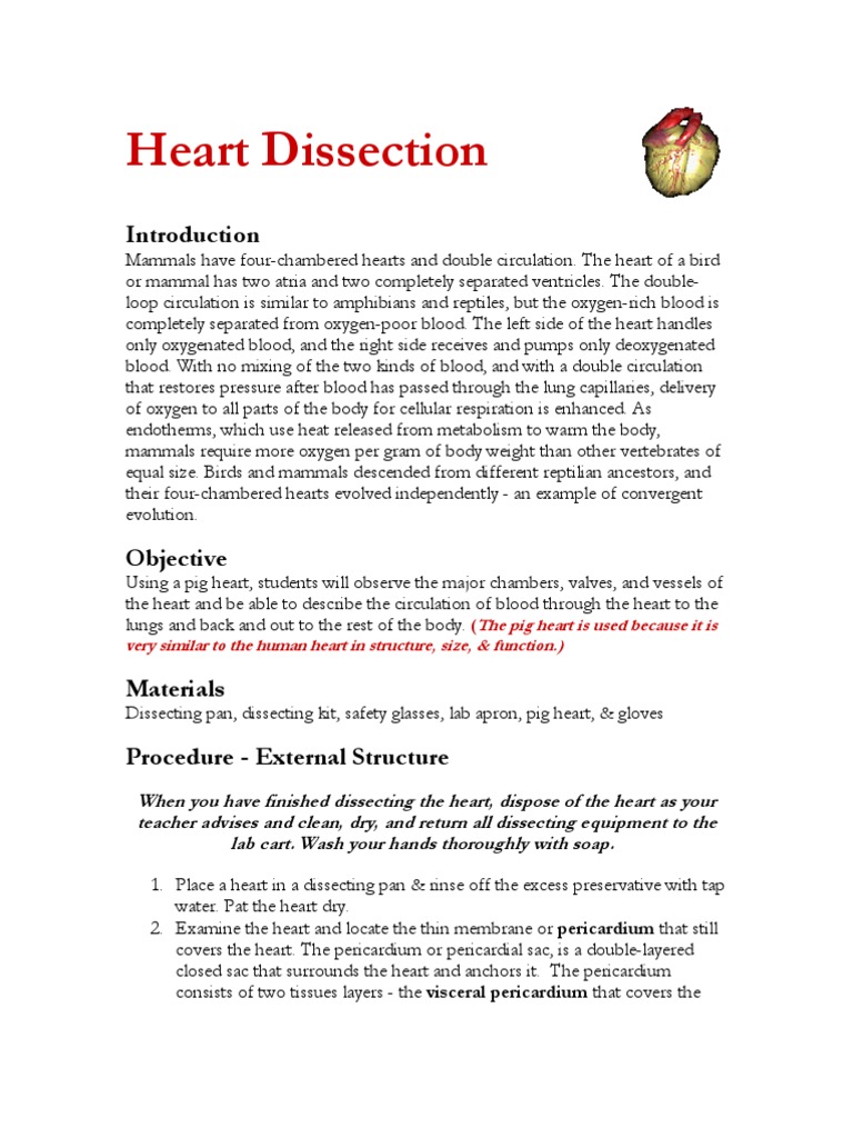 Lab Instructions Heart Dissection (Pig) Heart Valve Ventricle (Heart)