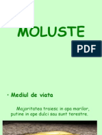 MOLUSTE