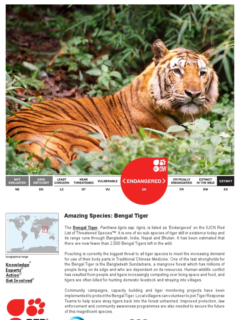 Endangered Bengal Tiger Conservation | PDF