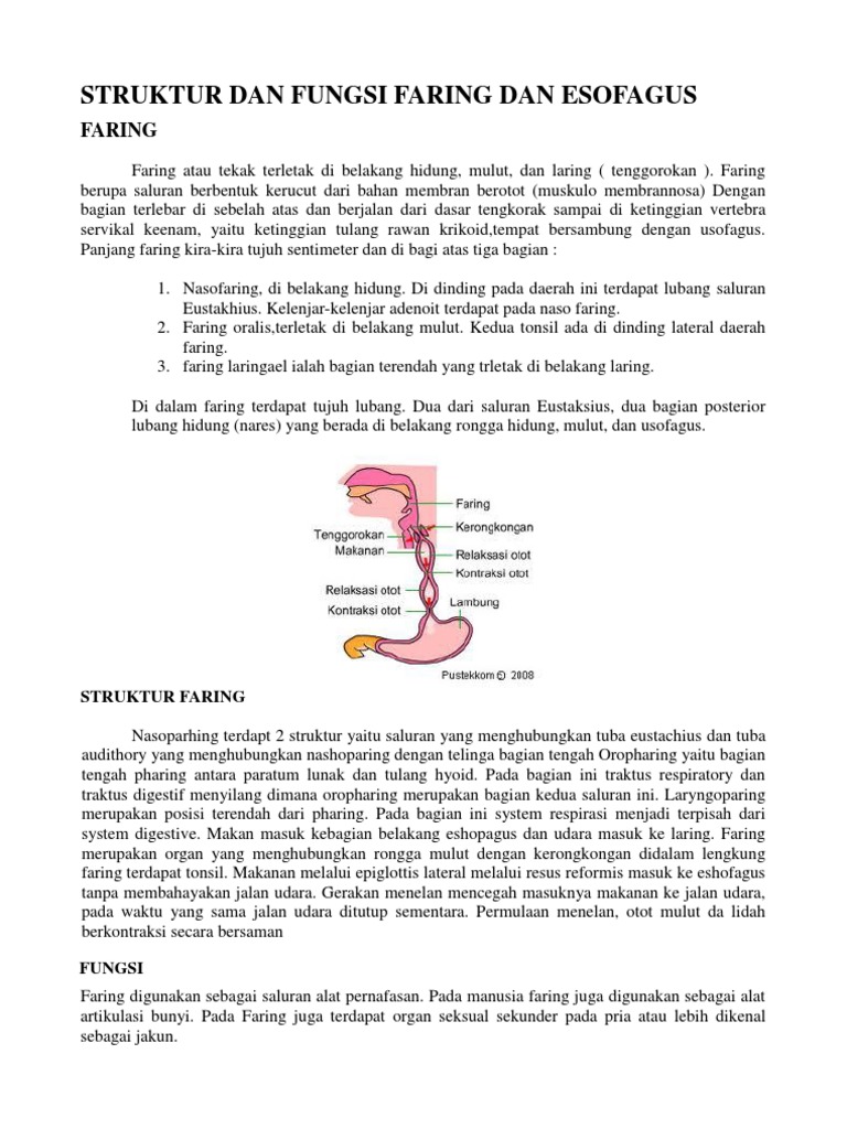 Struktur dan Fungsi Faring-Esofagus | PDF