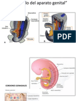 Desarrollo del aparato genital masculino