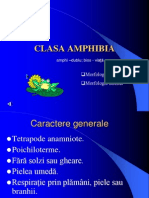 Clasa Amphibia