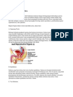 Fisiologi Sistem Reproduksi Pria