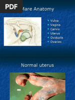 Download Equine Pregnancy by drdhirenvet SN15344579 doc pdf