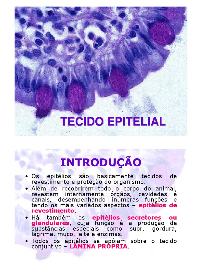 Com Relação Ao Tecido Epitelial Podemos Afirmar