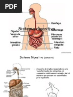 Sistema Digestivo