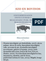 Panadizo en Bovinos