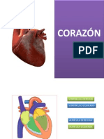 Anatomia y Fisiologia Del Corazon