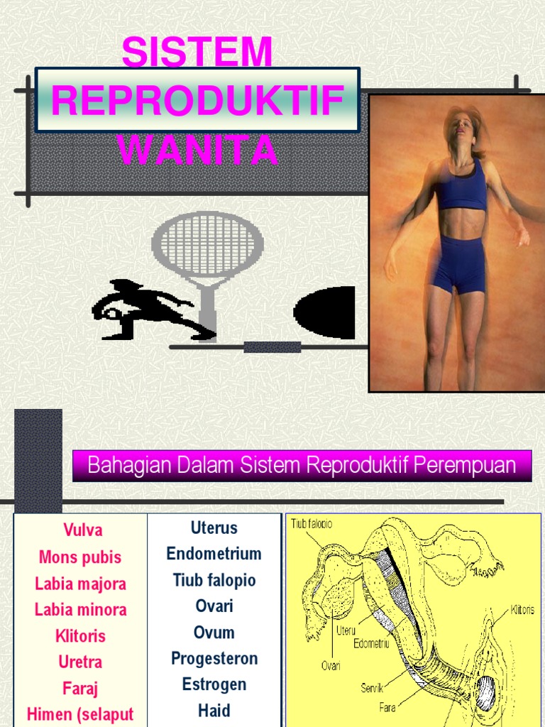 Sistem Reproduktif Perempuan