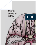 Cerebral Arteries Poster