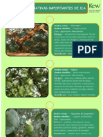 Ficha de Plantas Importantes de Ica