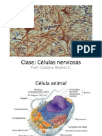 Clase Celulas Nerviosas PDF