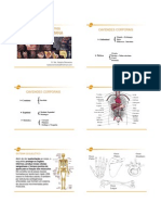 Anatomia Aula Resumida