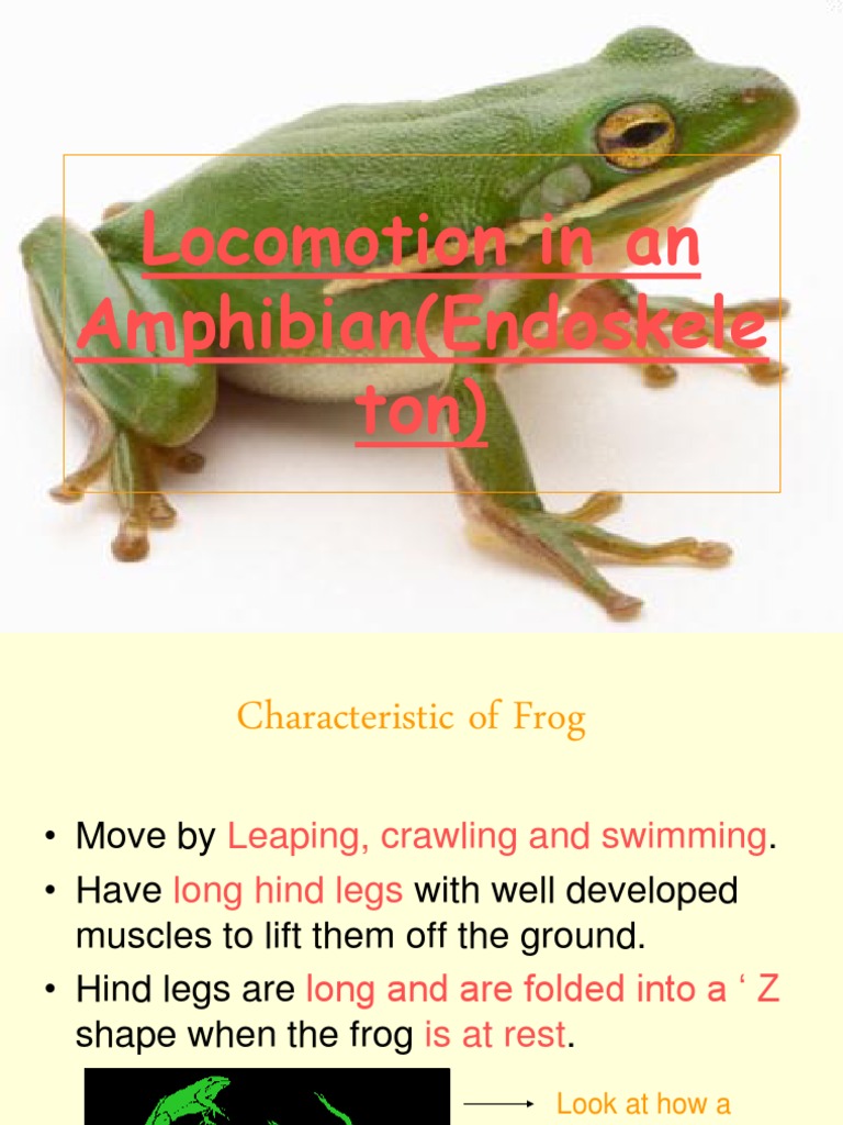 in An Amphibian (Endoskele Ton) PDF