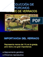 7.manejo de Verracos