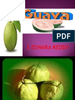Guava Cultivation Practices-Sereddy