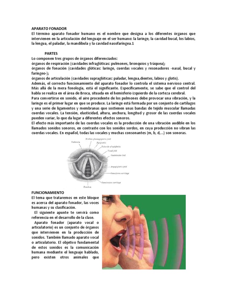 Aparato Fonador | PDF | Respiración | Voz humana