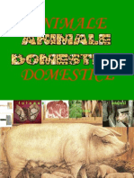 0 Animaledomestice