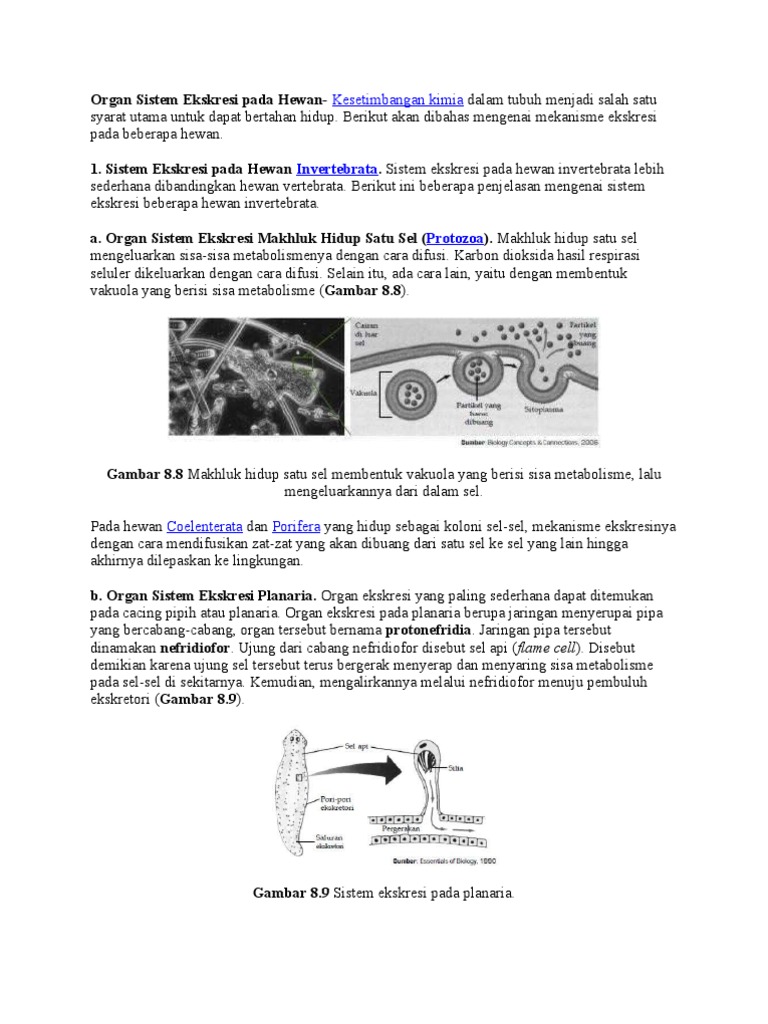 Organ Sistem Ekskresi Pada Hewan Organ Sistem Ekskresi Pada Hewan