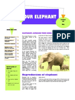 OUR ELEPHANTS