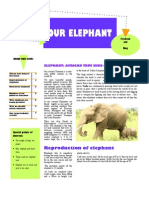 Our Elephants