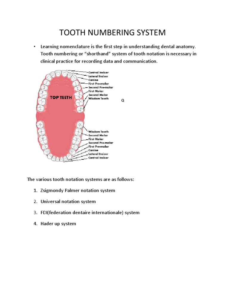 Tooth Numbering System Word File Dental Anatomy Human Tooth