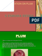 Plum Cultivation