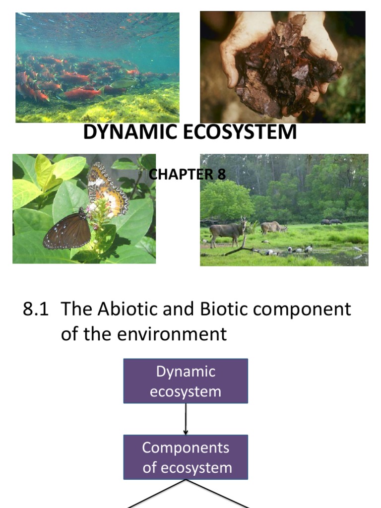 Dynamic Ecosystem | Food Web | Ecosystem