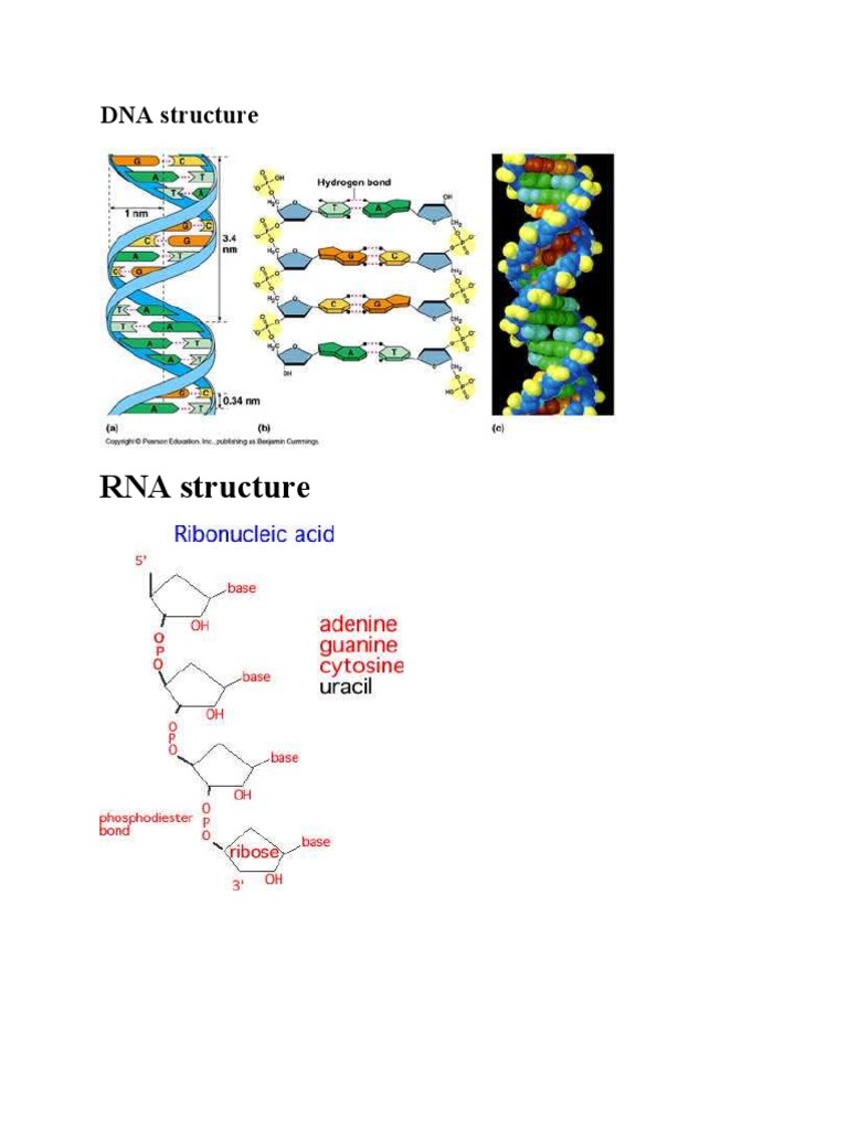 dna structure and function pdf download