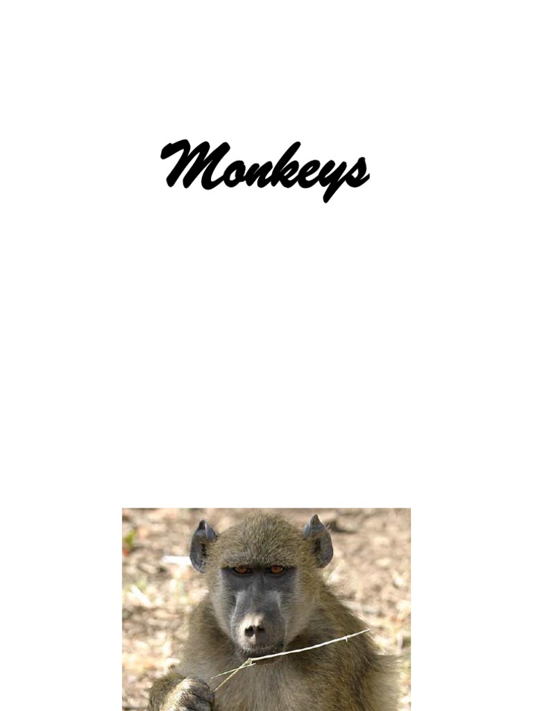 Monkeys: Different Kinds of Monkeys | PDF