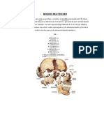 Huesos del cráneo humano
