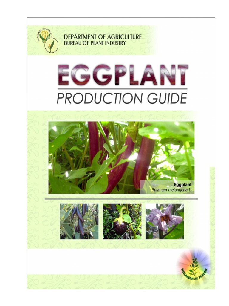 Eggplant Production Guide Philippines | PDF | Eggplant | Soil