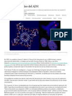 La Cuádruple Hélice Del ADN