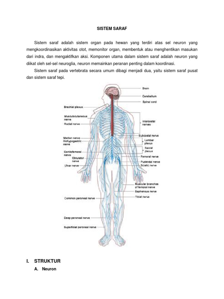 Sistem Saraf Pada Manusia | PDF