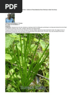 Download Indian Flora Group by sunilchh SN154440348 doc pdf