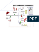 Sistema Renina Angiotensina Aldosterona