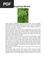 Download Jambu Monyet Kaya Manfaat by marhelun SN154841387 doc pdf