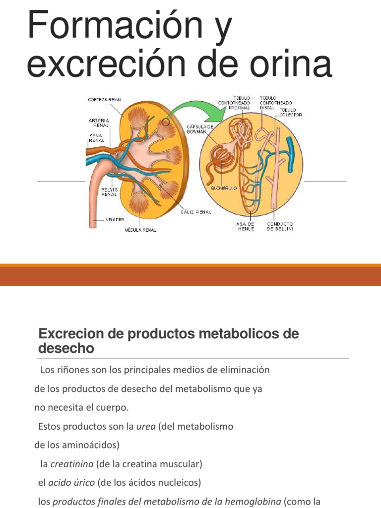 Formacion y excreción de orina Riñón