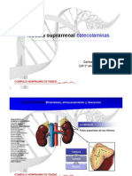 01.- Hormonas Medula Sup