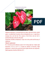 Anthurium Cultivation
