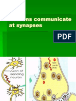 Neurons Communicate at Synapses