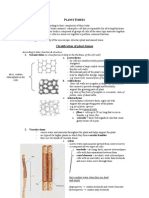 Plant Tissue Root Stem Leaf