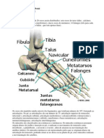 Estudando Reflexologia Podal-9ª Lição - Anatomia dos pés